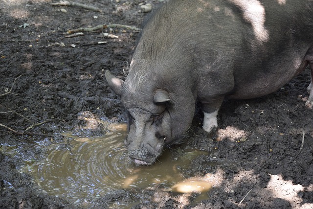 而特鲁姆普 而特鲁姆普